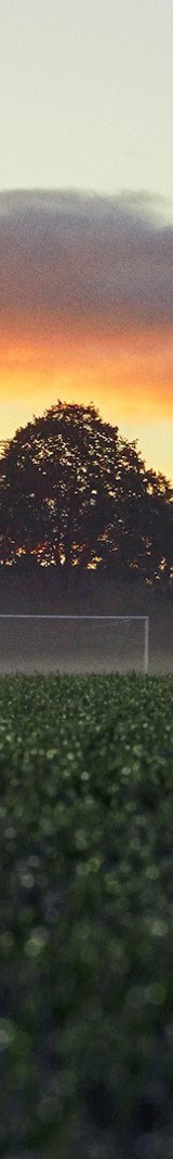 Græs og horisont Græs og horisont